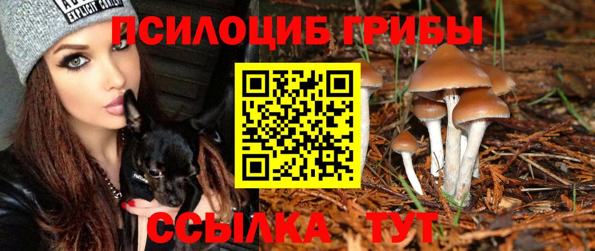 Псилоцибиновые грибы Psilocybine cubensis Нерюнгри